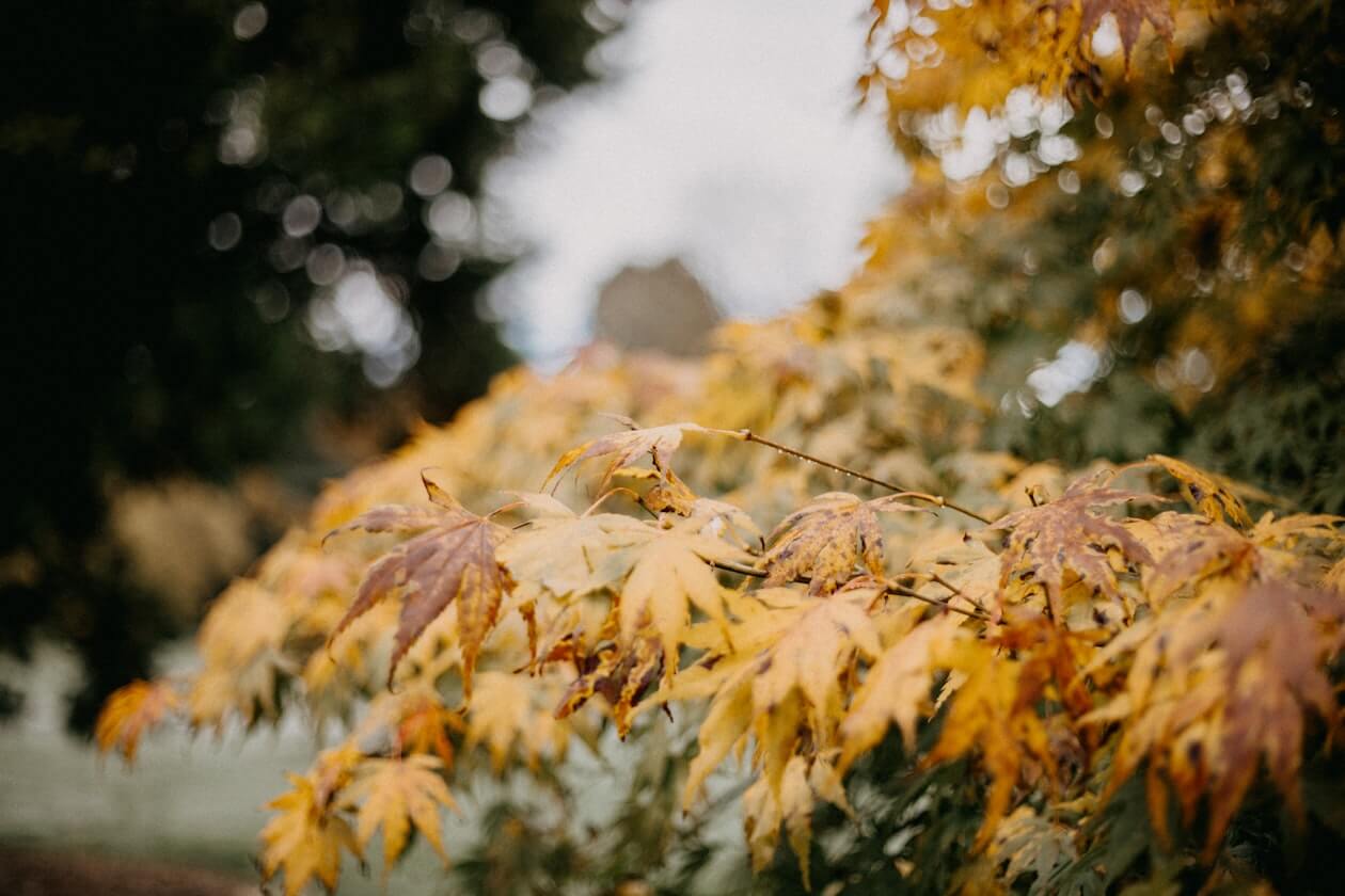 unsplash-autumn-leaves